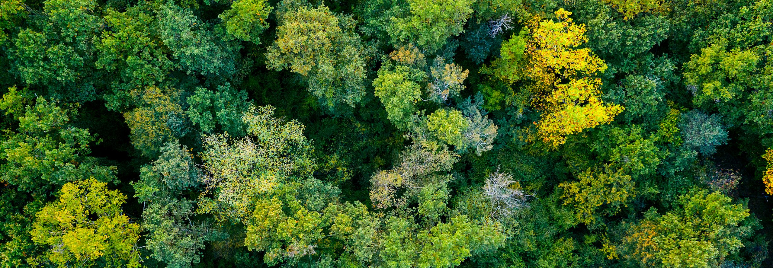 Wood from above